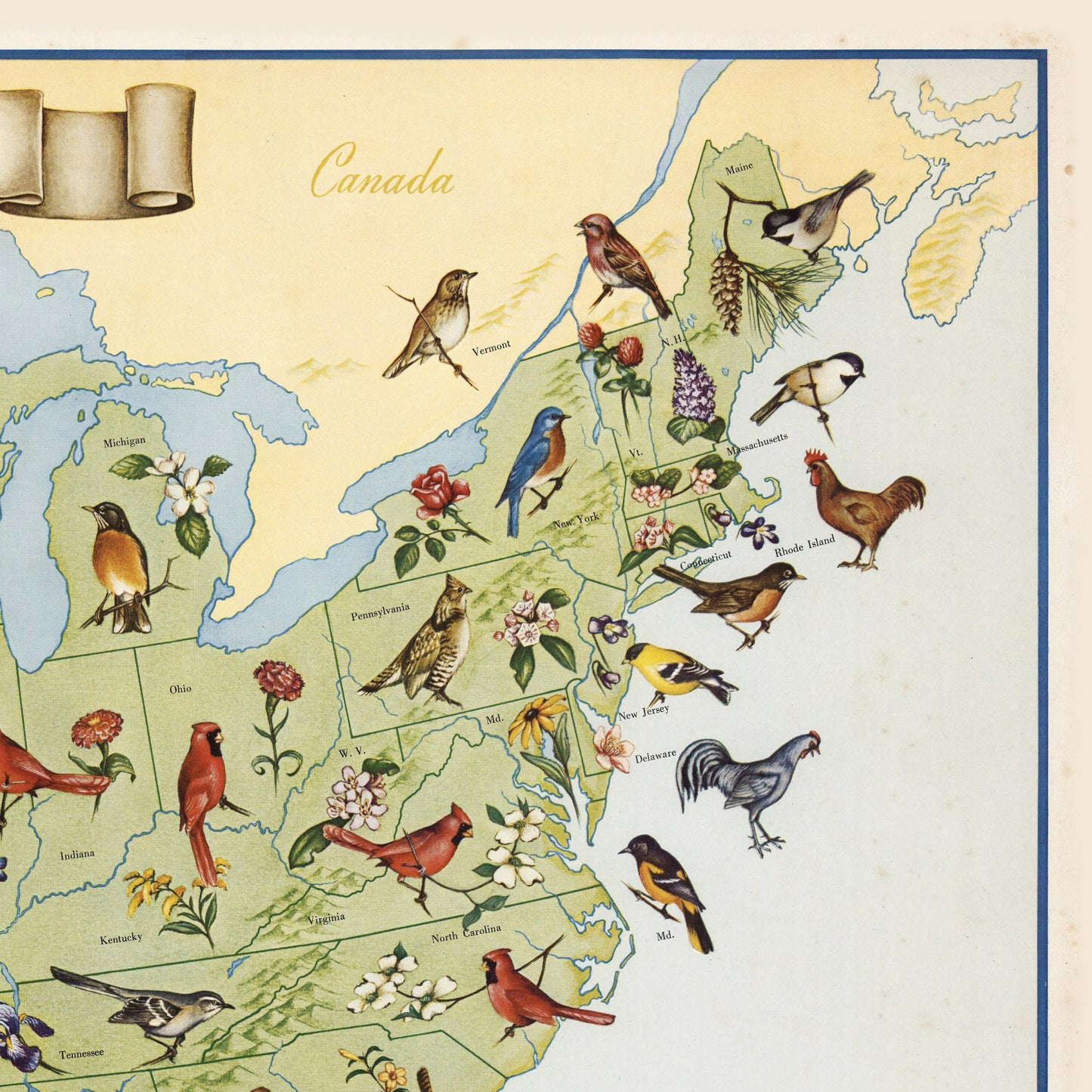 State Birds and Flowers of USA - 1965 - Reproduction Print