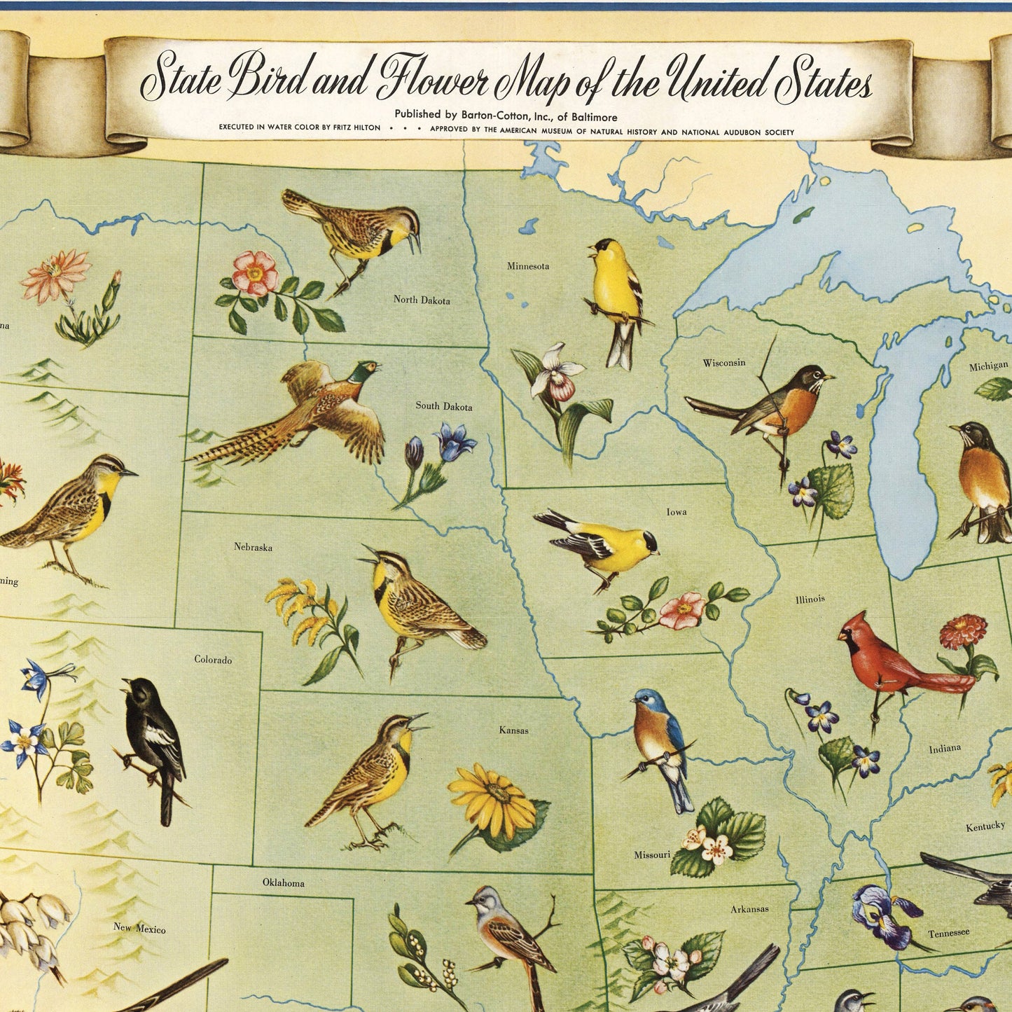State Birds and Flowers of USA - 1965 - Reproduction Print