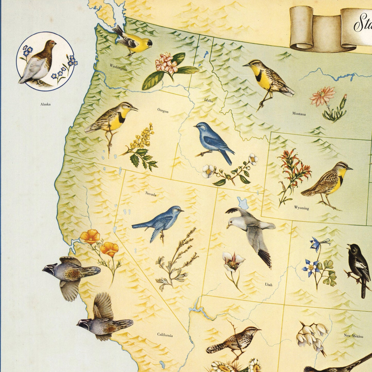 State Birds and Flowers of USA - 1965 - Reproduction Print