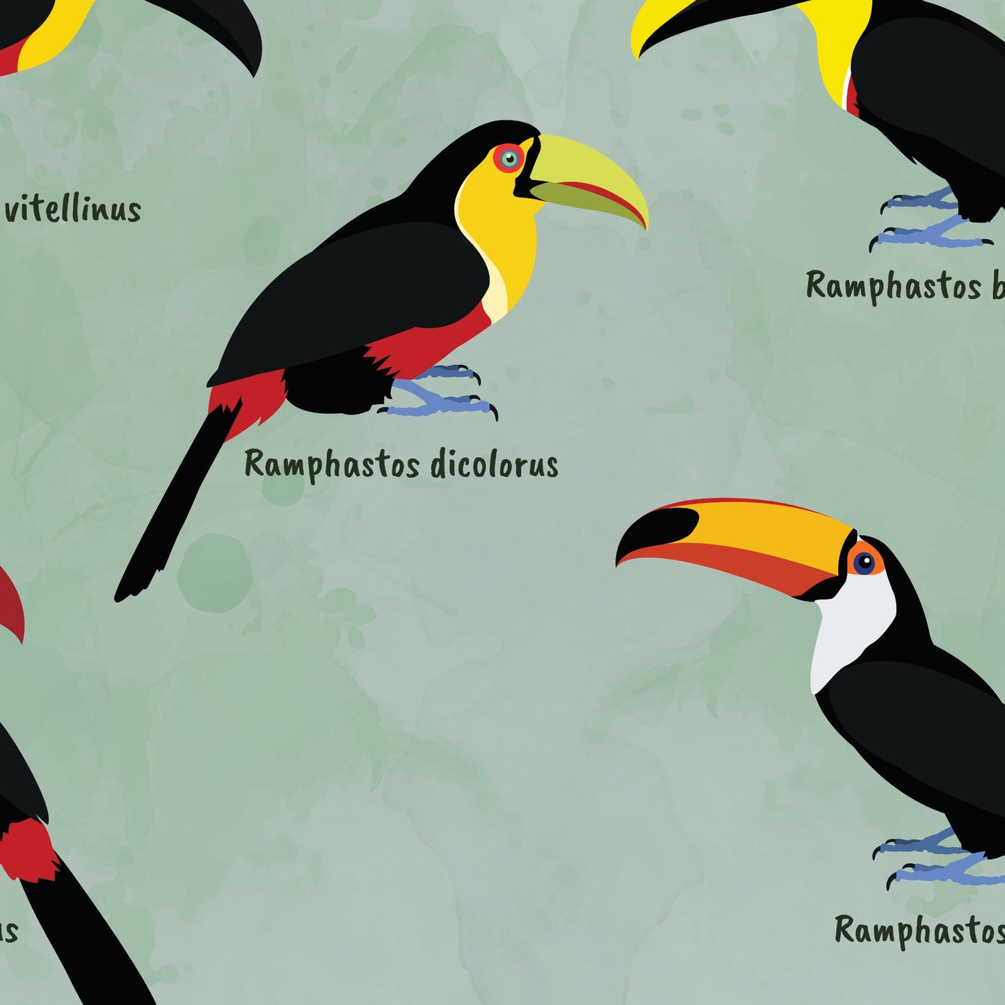 Toucan Print - Ramphastos Genus - Illustration - Zoology