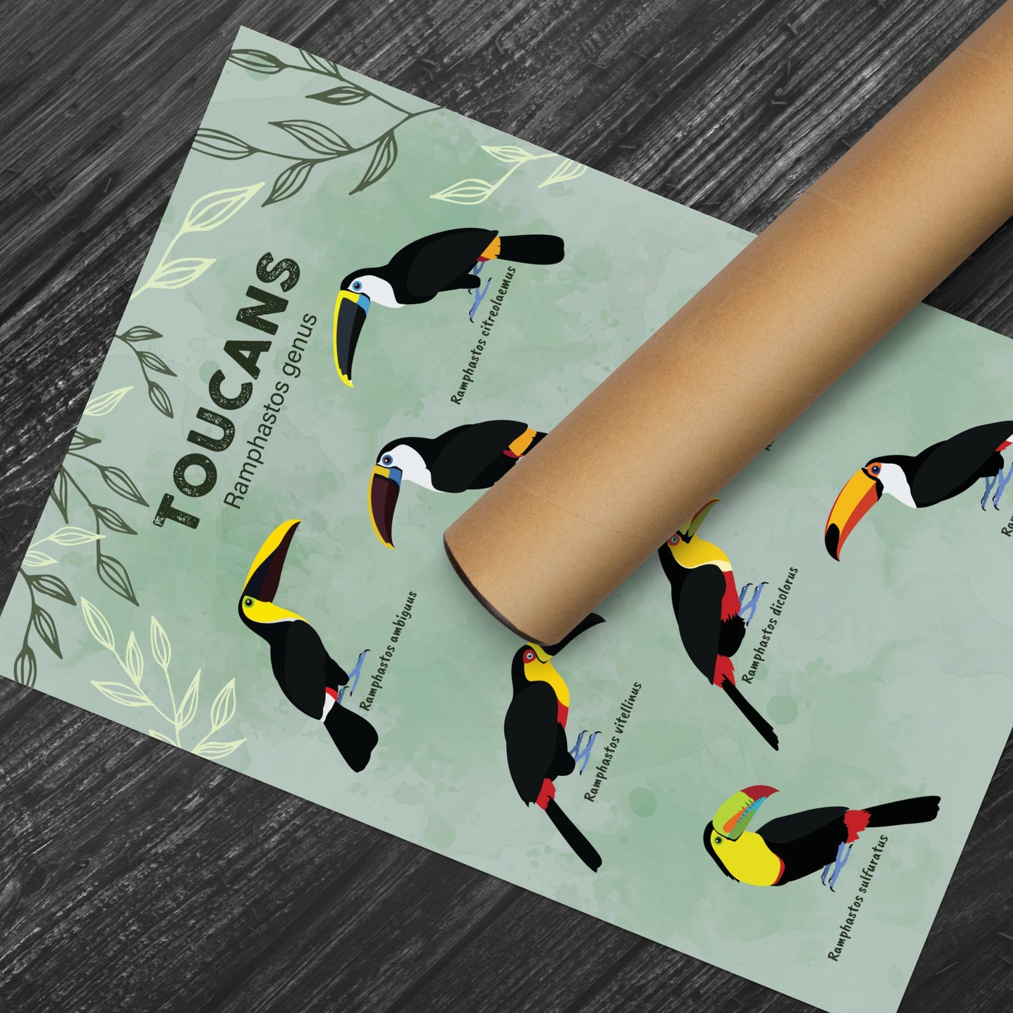 Toucan Print - Ramphastos Genus - Illustration - Zoology