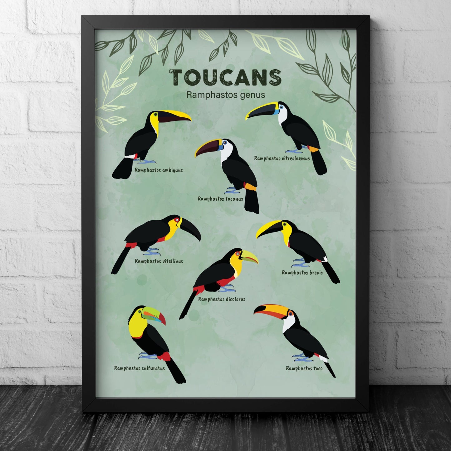 Toucan Print - Ramphastos Genus - Illustration - Zoology