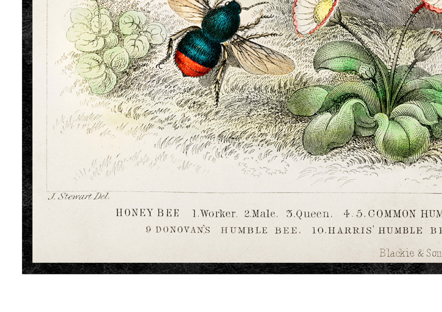 Bee Kinds Print | Vintage illustration of bee varieties |