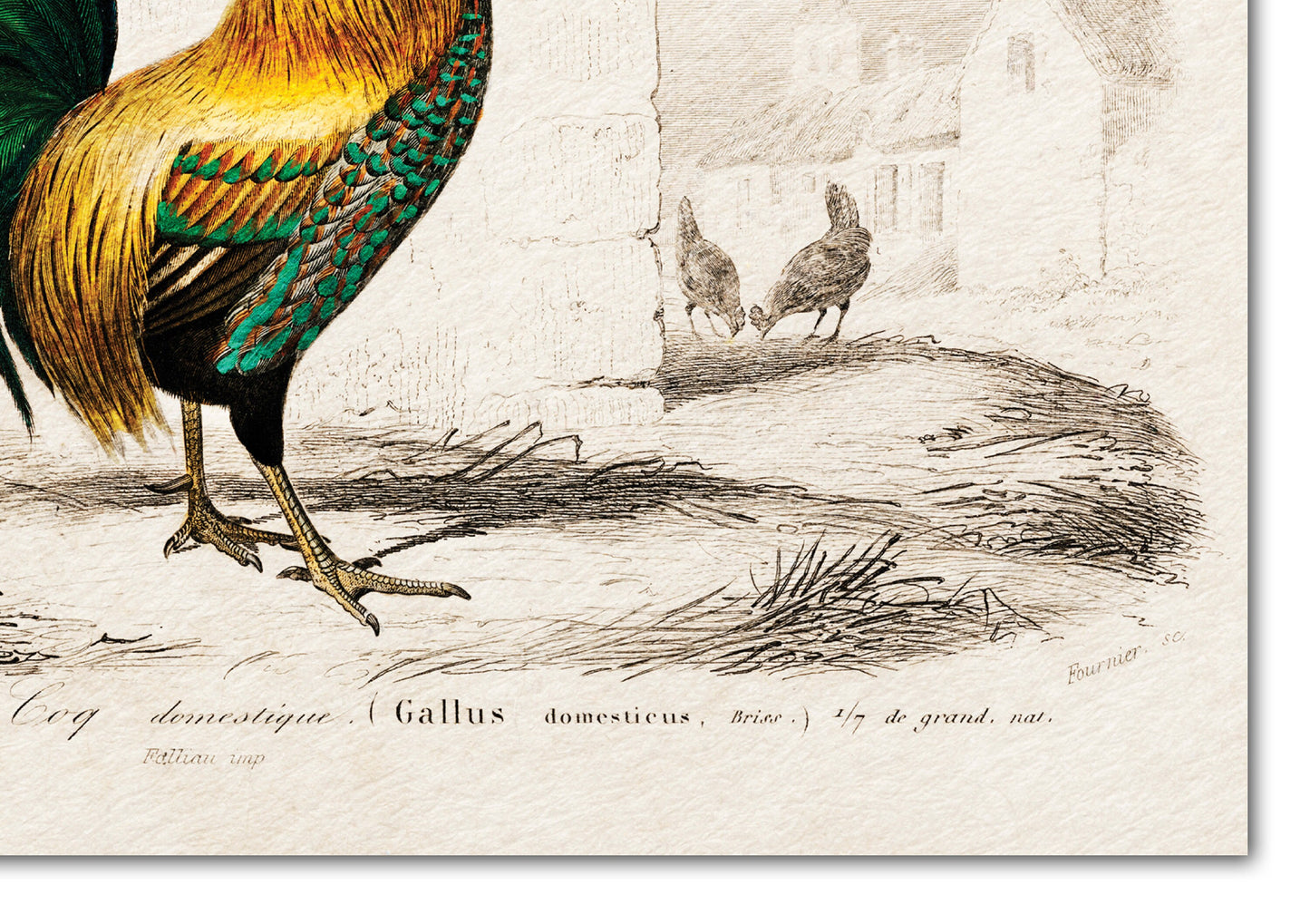 Chicken Illustration | Cockerel illustration/drawing | Rooster Poster | Zoology Print | Chicken art | Bird Illustration | Chicken gifts