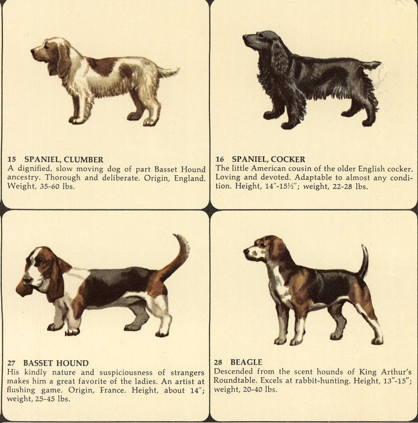 The official illustrated dog map of the world