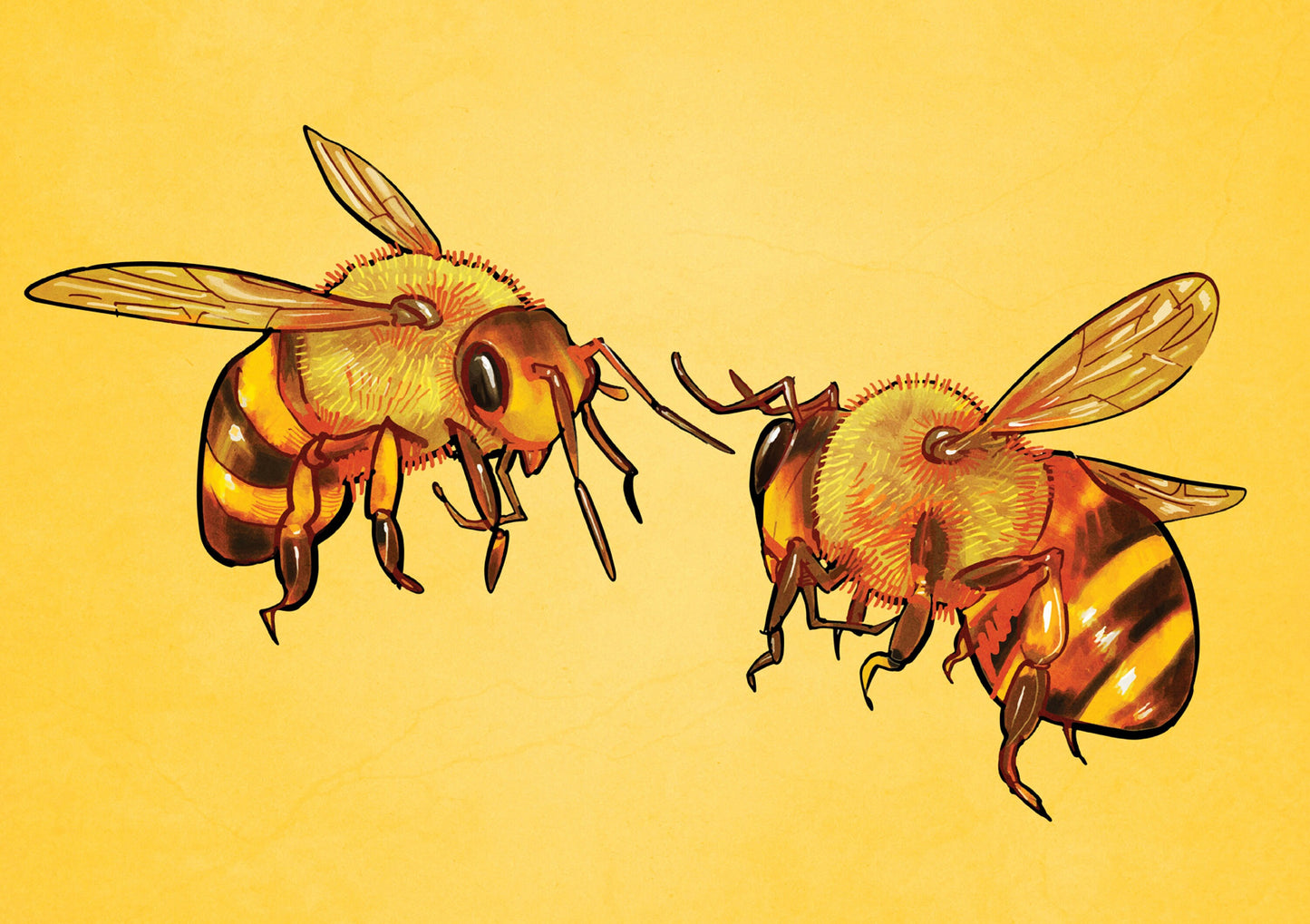 Bees Print | illustration of two bees | Bee gift | Bee Art | Wall Art | Nature Prints