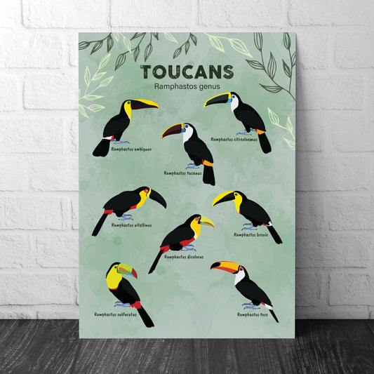 Toucan Print - Ramphastos Genus - Illustration - Zoology