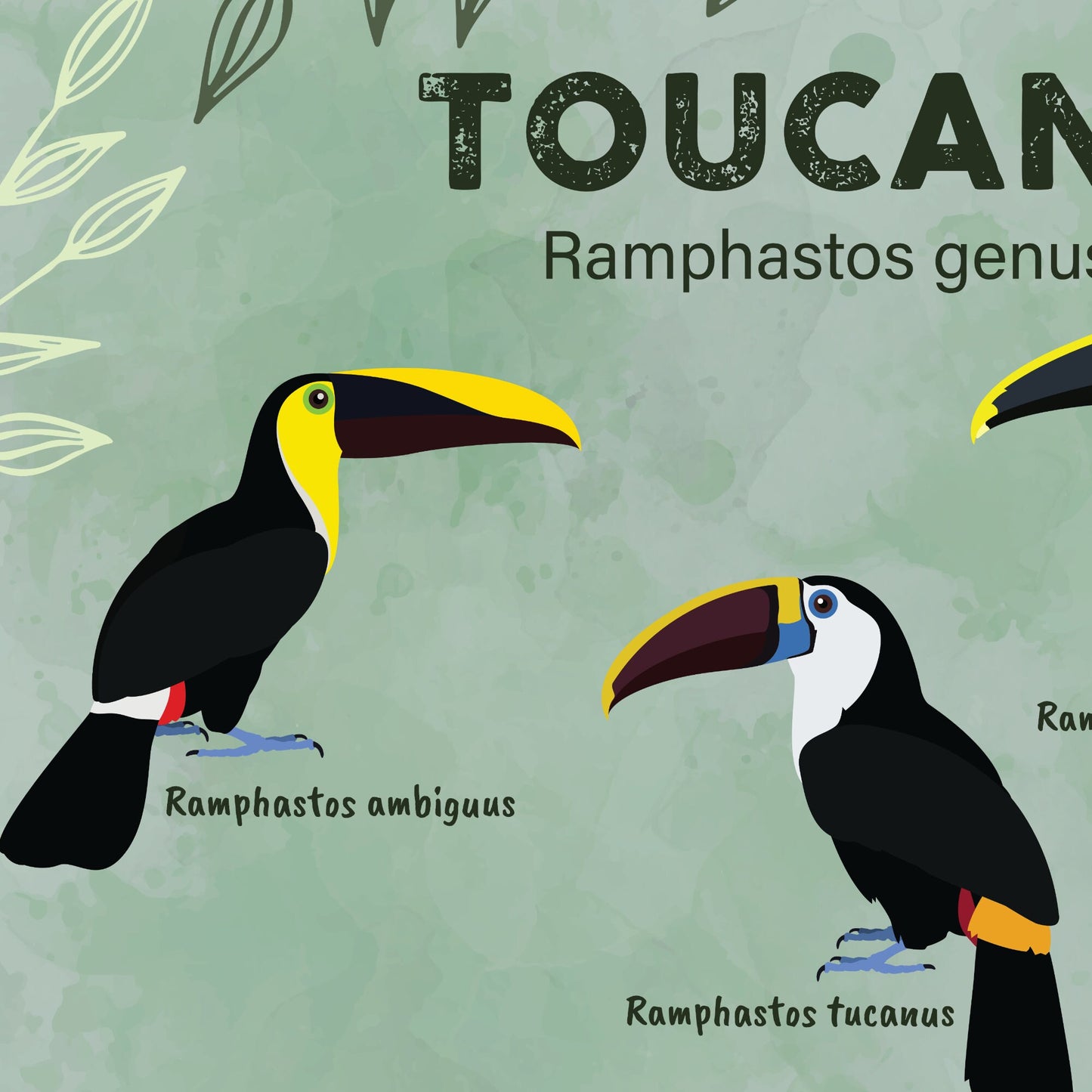 Toucan Print - Ramphastos Genus - Illustration - Zoology