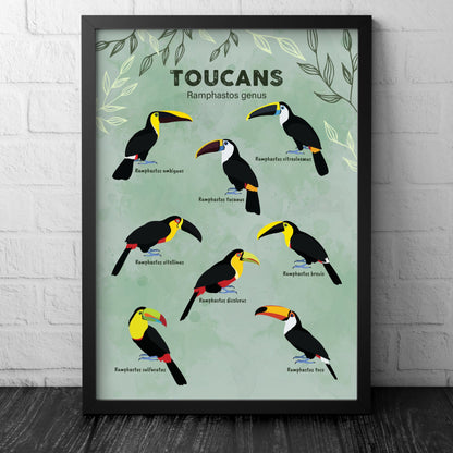 Toucan Print - Ramphastos Genus - Illustration - Zoology