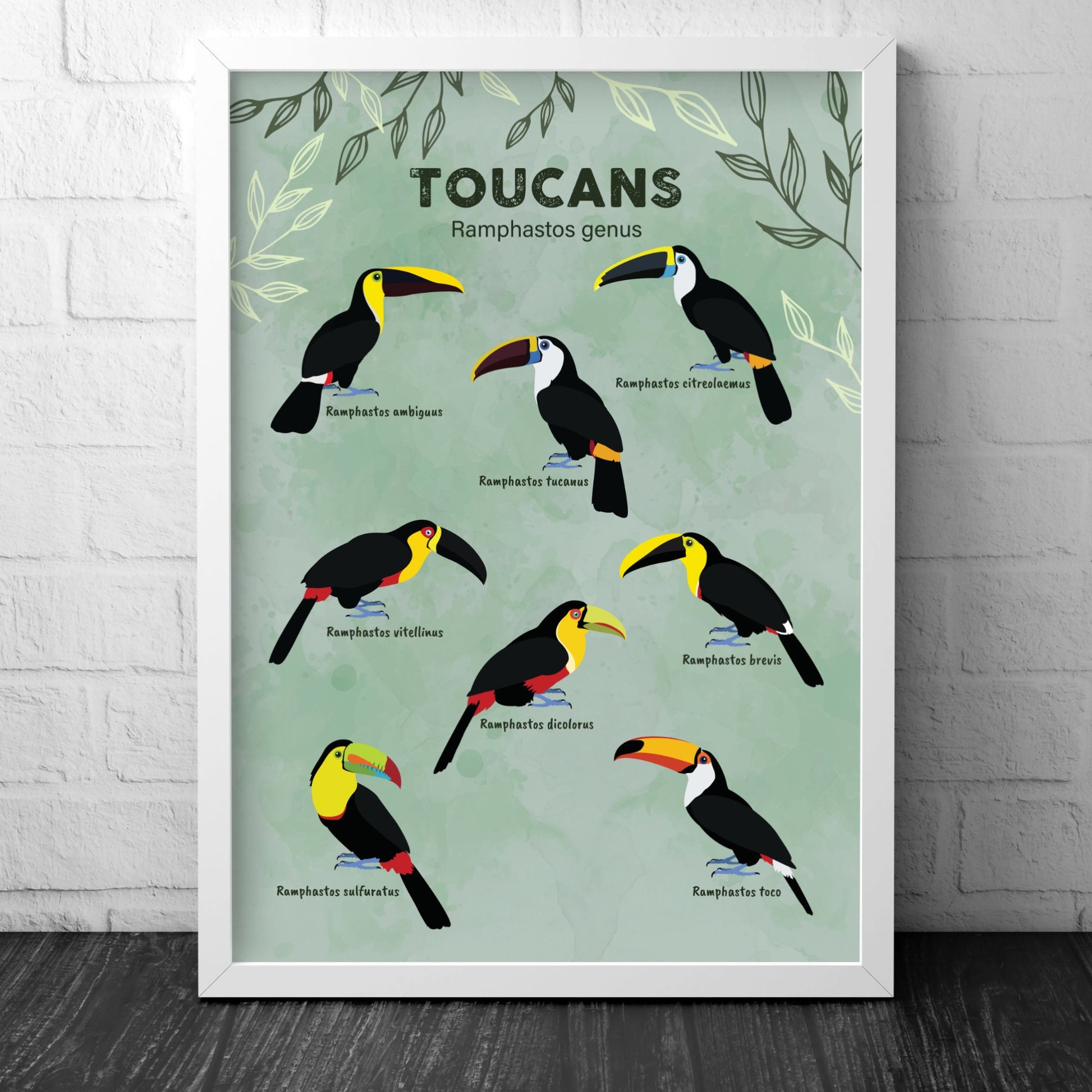 Toucan Print - Ramphastos Genus - Illustration - Zoology
