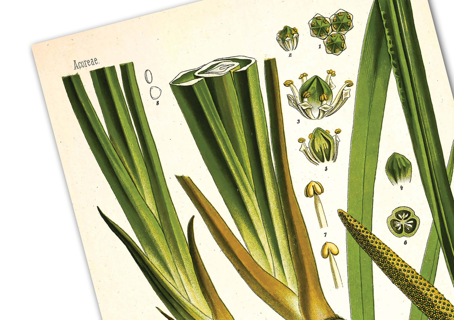 Calamus Reproduction Print, (Acorus calamus)Vintage Print, Antique Print, Wall Art, Vintage Botanical Print | Kohlers Medicinal