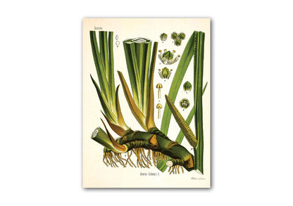 Calamus Reproduction Print, (Acorus calamus)Vintage Print, Antique Print, Wall Art, Vintage Botanical Print | Kohlers Medicinal