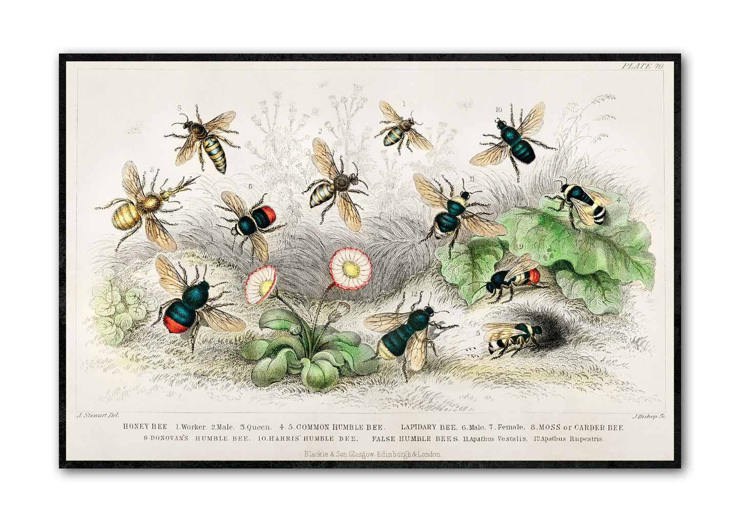 Bee Kinds Print | Vintage illustration of bee varieties |