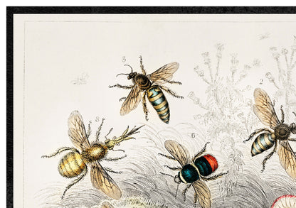 Bee Kinds Print | Vintage illustration of bee varieties |