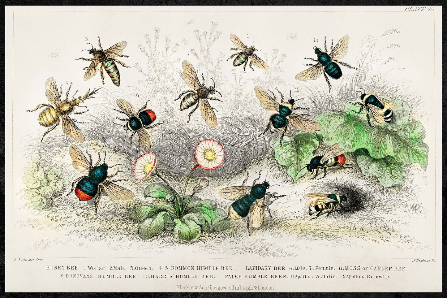 Bee Kinds Print | Vintage illustration of bee varieties |