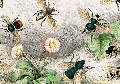 Bee Kinds Print | Vintage illustration of bee varieties |