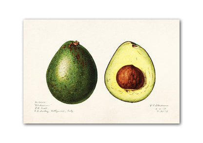 Avocado Print | Vintage Avocado illustration | (Persea) (1916) by Amada Almira Newton