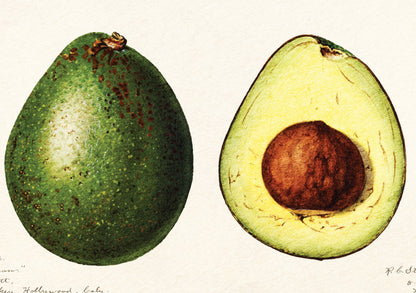 Avocado Print | Vintage Avocado illustration | (Persea) (1916) by Amada Almira Newton