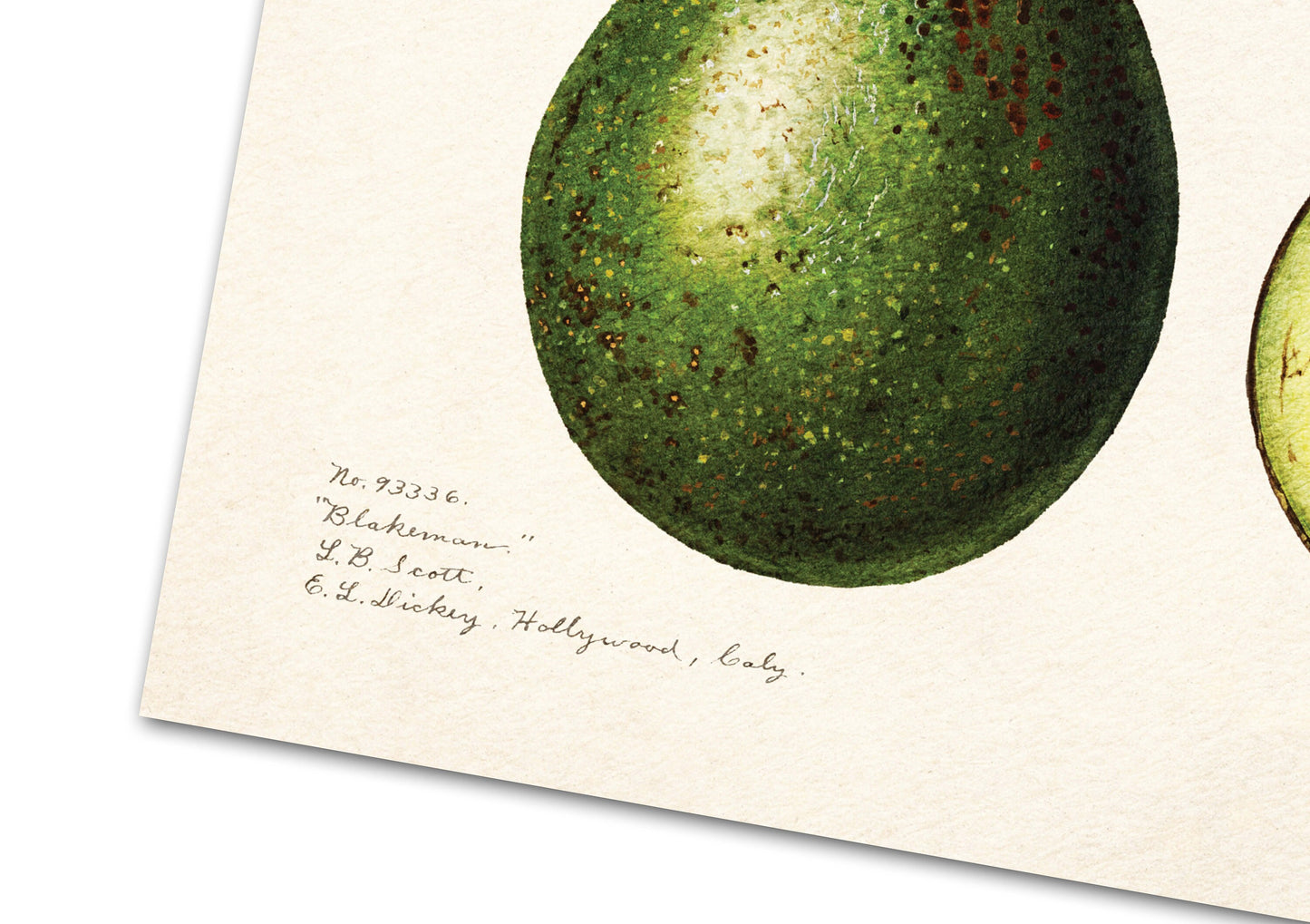 Avocado Print | Vintage Avocado illustration | (Persea) (1916) by Amada Almira Newton