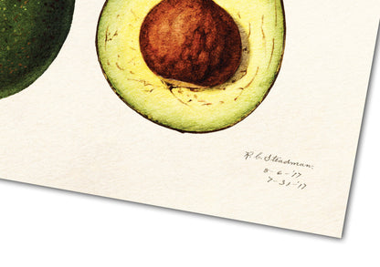 Avocado Print | Vintage Avocado illustration | (Persea) (1916) by Amada Almira Newton