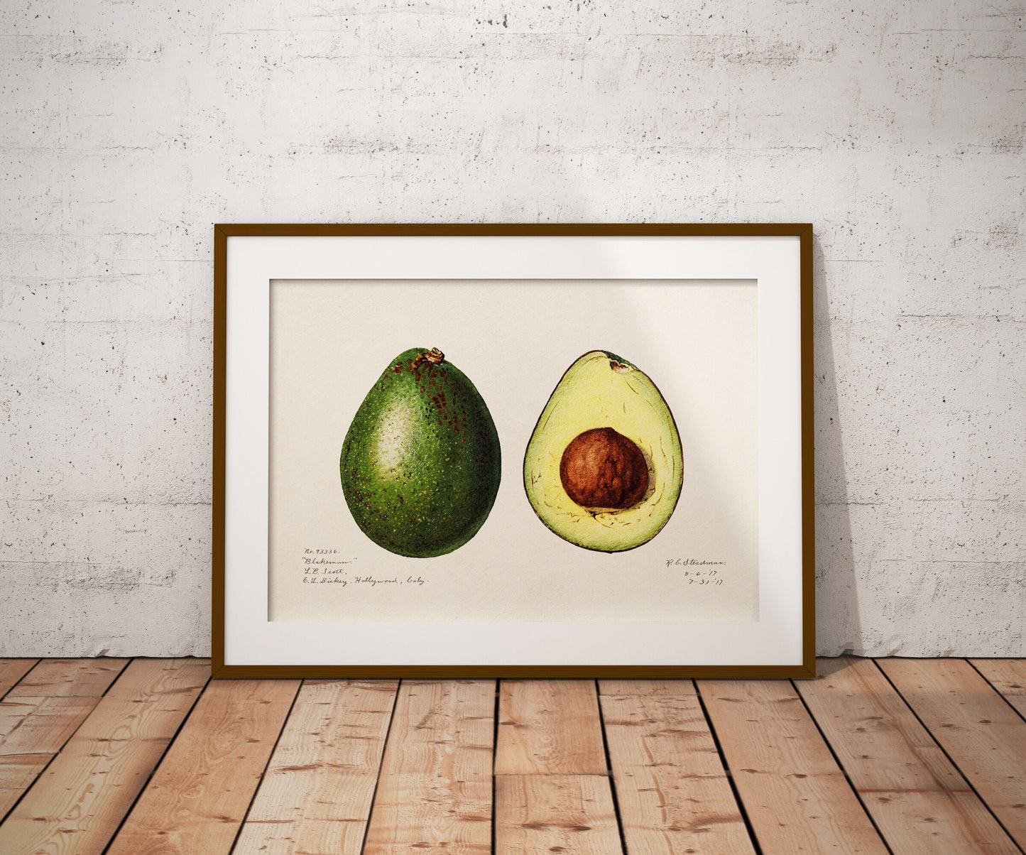 Avocado Print | Vintage Avocado illustration | (Persea) (1916) by Amada Almira Newton