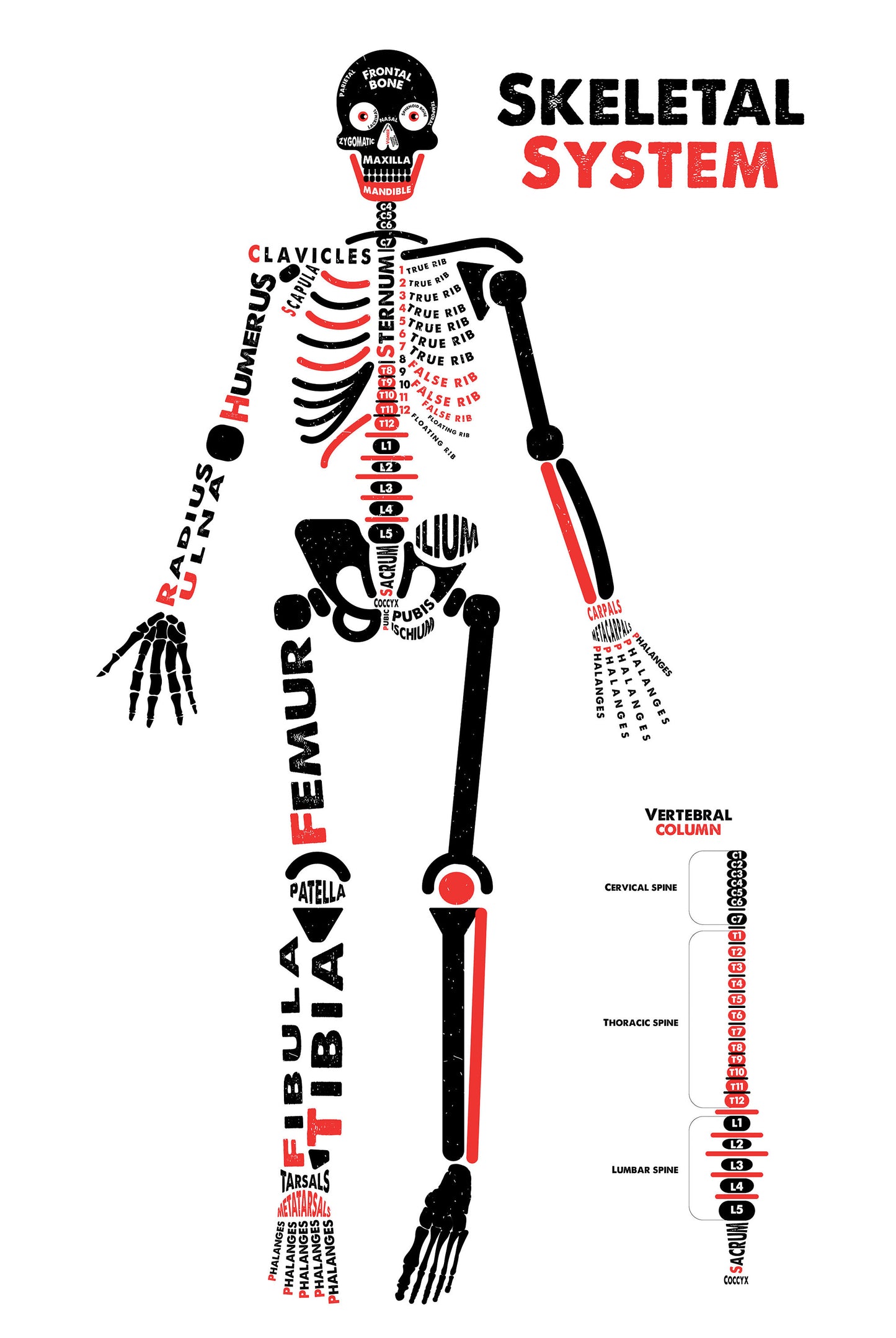 Human Skeleton Anatomy Poster / Typographic Anatomy Print / Educational Diagram / Biology Poster / Skeletal System / Skeleton Illustration