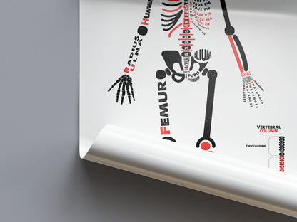 Human Skeleton Anatomy Poster / Typographic Anatomy Print / Educational Diagram / Biology Poster / Skeletal System / Skeleton Illustration