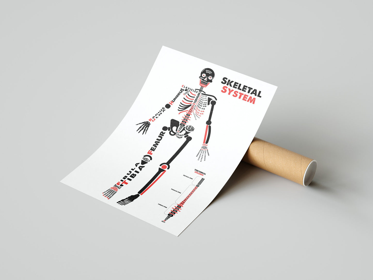 Human Skeleton Anatomy Poster / Typographic Anatomy Print / Educational Diagram / Biology Poster / Skeletal System / Skeleton Illustration