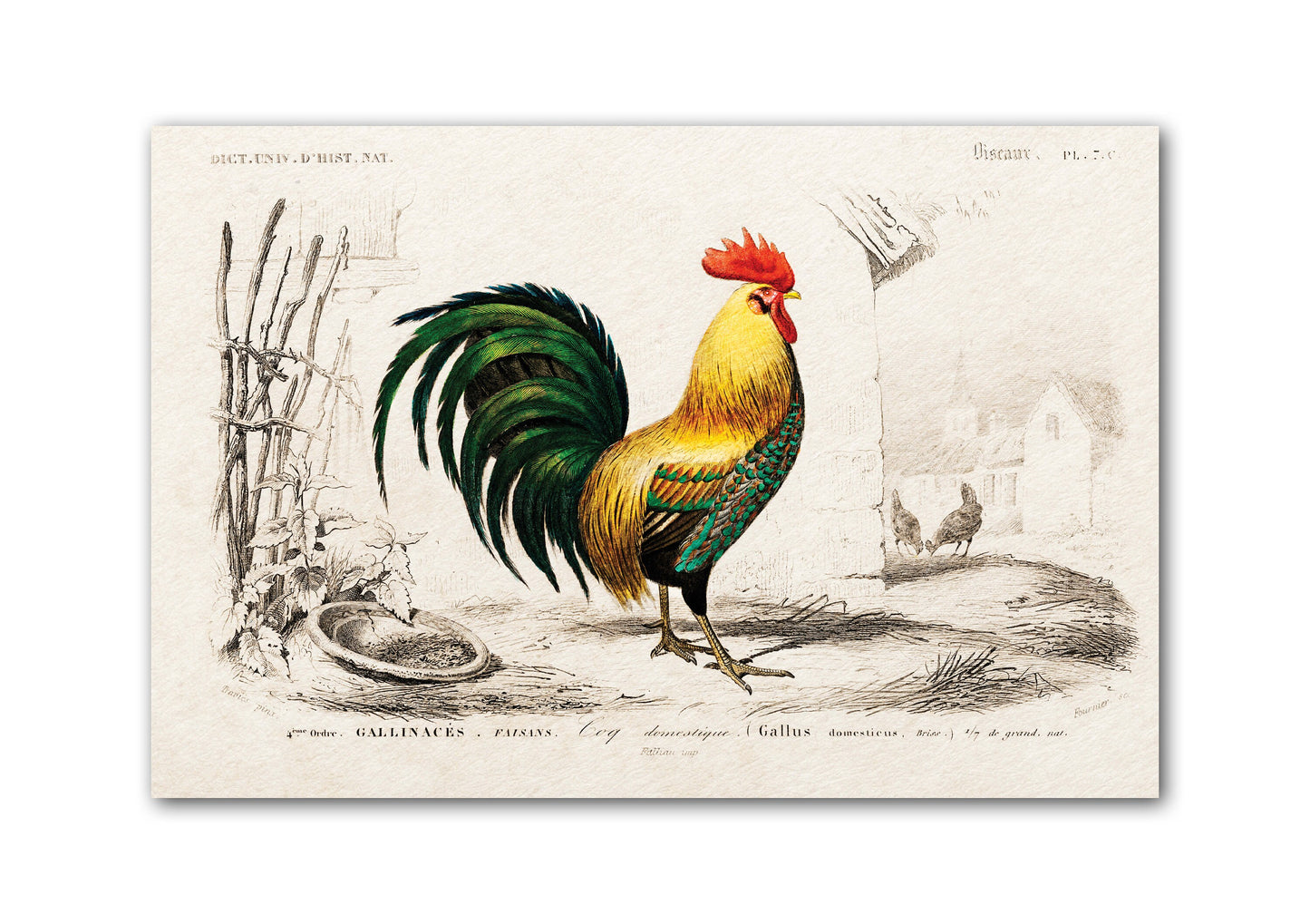 Chicken Illustration | Cockerel illustration/drawing | Rooster Poster | Zoology Print |  Chicken art | Bird Illustration | Chicken gifts