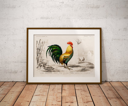 Chicken Illustration | Cockerel illustration/drawing | Rooster Poster | Zoology Print |  Chicken art | Bird Illustration | Chicken gifts