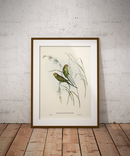 Budgerigars Print | Vintage Budgerigars illustration | Parakeet print | Budgie poster | Warbling Grass-Parakeet