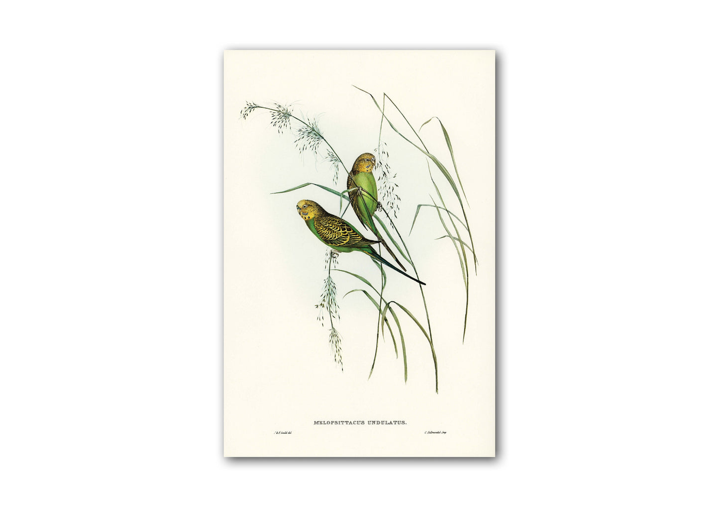 Budgerigars Print | Vintage Budgerigars illustration | Parakeet print | Budgie poster | Warbling Grass-Parakeet