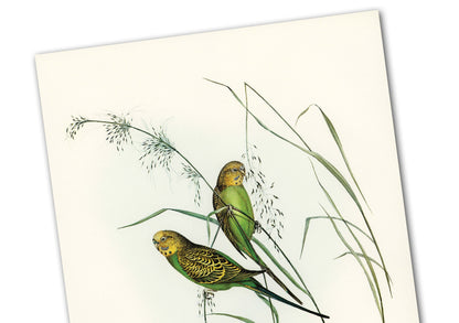 Budgerigars Print | Vintage Budgerigars illustration | Parakeet print | Budgie poster | Warbling Grass-Parakeet