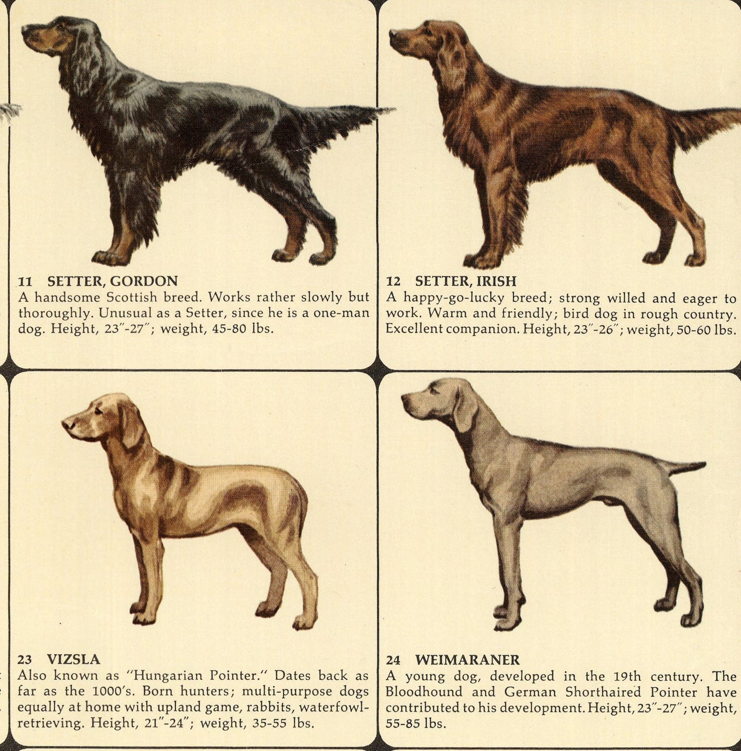 The official illustrated dog map of the world