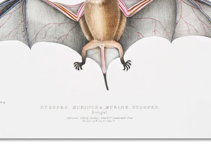 Bat Illustration | Murine Dysopes (Dysopes Murinus) from Illustrations of Indian zoology (1830-1834) by John Edward Gray | Zoology Print