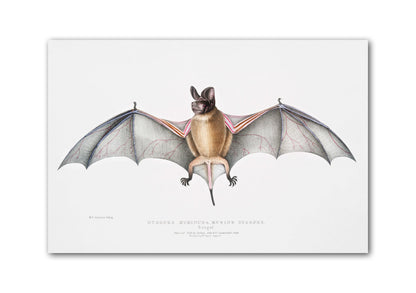 Bat Illustration | Murine Dysopes (Dysopes Murinus) from Illustrations of Indian zoology (1830-1834) by John Edward Gray | Zoology Print