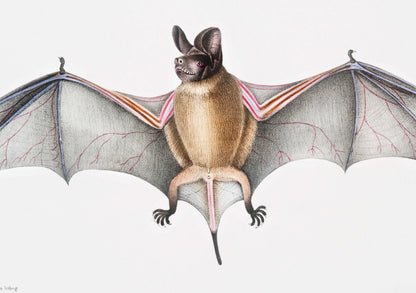 Bat Illustration | Murine Dysopes (Dysopes Murinus) from Illustrations of Indian zoology (1830-1834) by John Edward Gray | Zoology Print