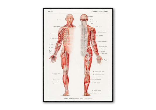 Human Anatomy Poster, An antique illustration of the human nervous system by Galtier-Boissière and Émile (1912) 24 x 18 inches