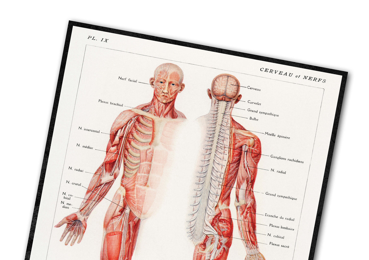 Human Anatomy Poster, An antique illustration of the human nervous system by Galtier-Boissière and Émile (1912) 24 x 18 inches