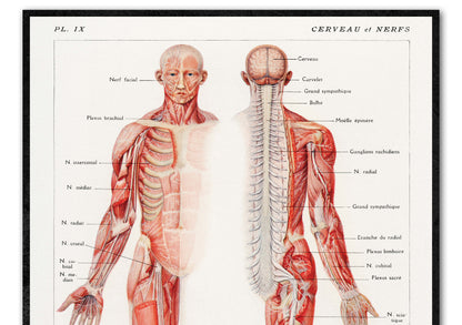 Human Anatomy Poster, An antique illustration of the human nervous system by Galtier-Boissière and Émile (1912) 24 x 18 inches