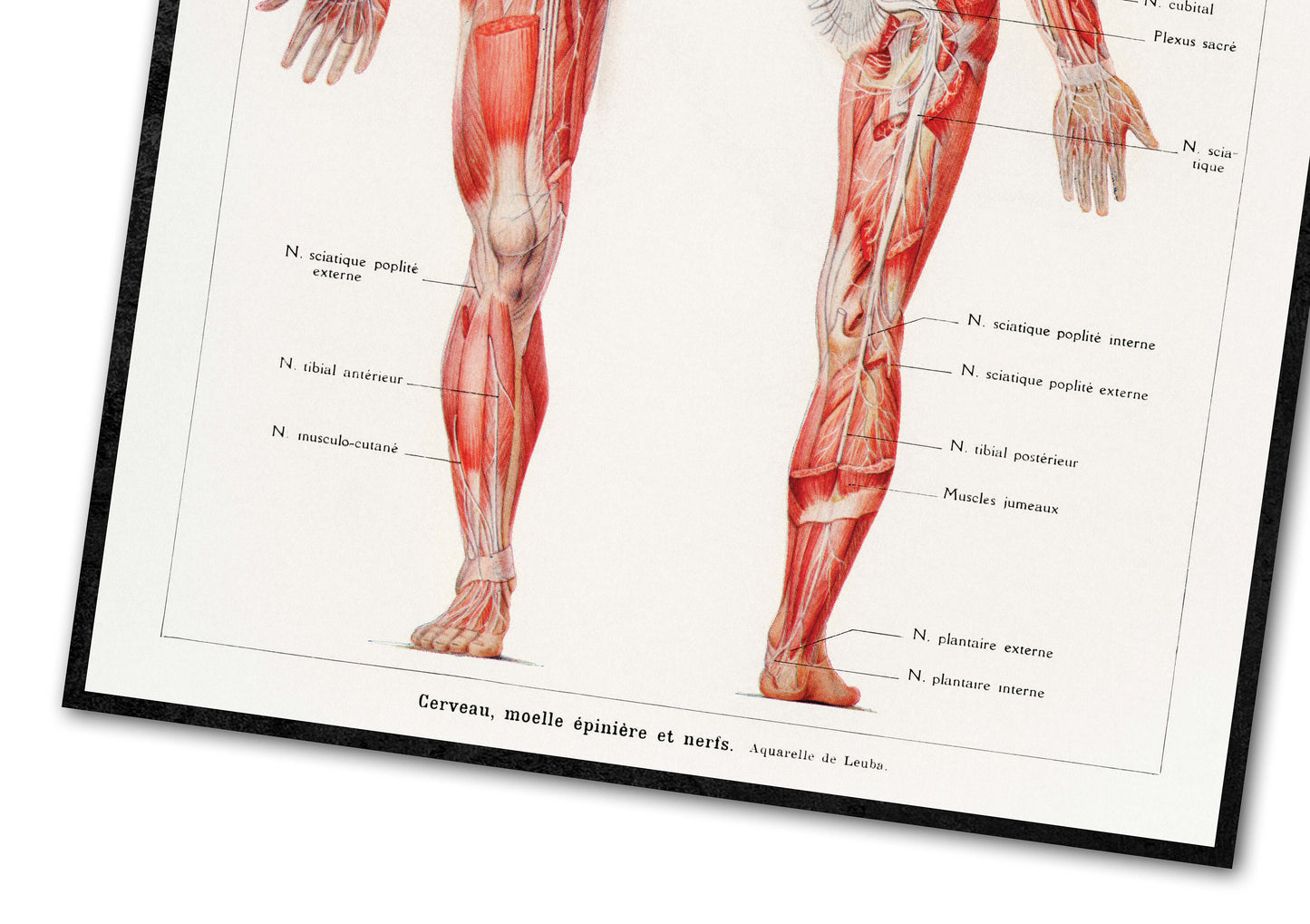 Human Anatomy Poster, An antique illustration of the human nervous system by Galtier-Boissière and Émile (1912) 24 x 18 inches