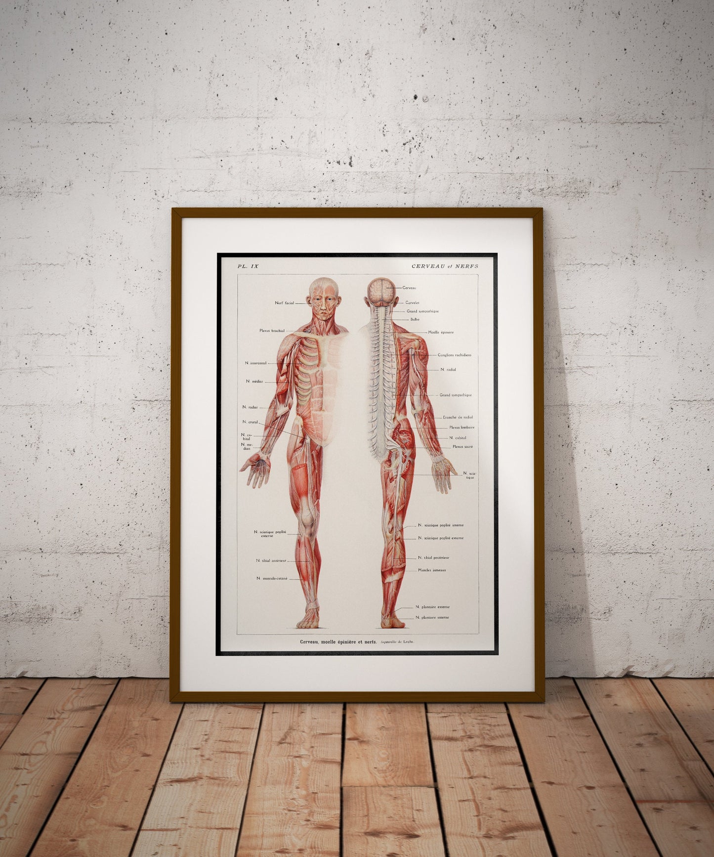 Human Anatomy Poster, An antique illustration of the human nervous system by Galtier-Boissière and Émile (1912) 24 x 18 inches