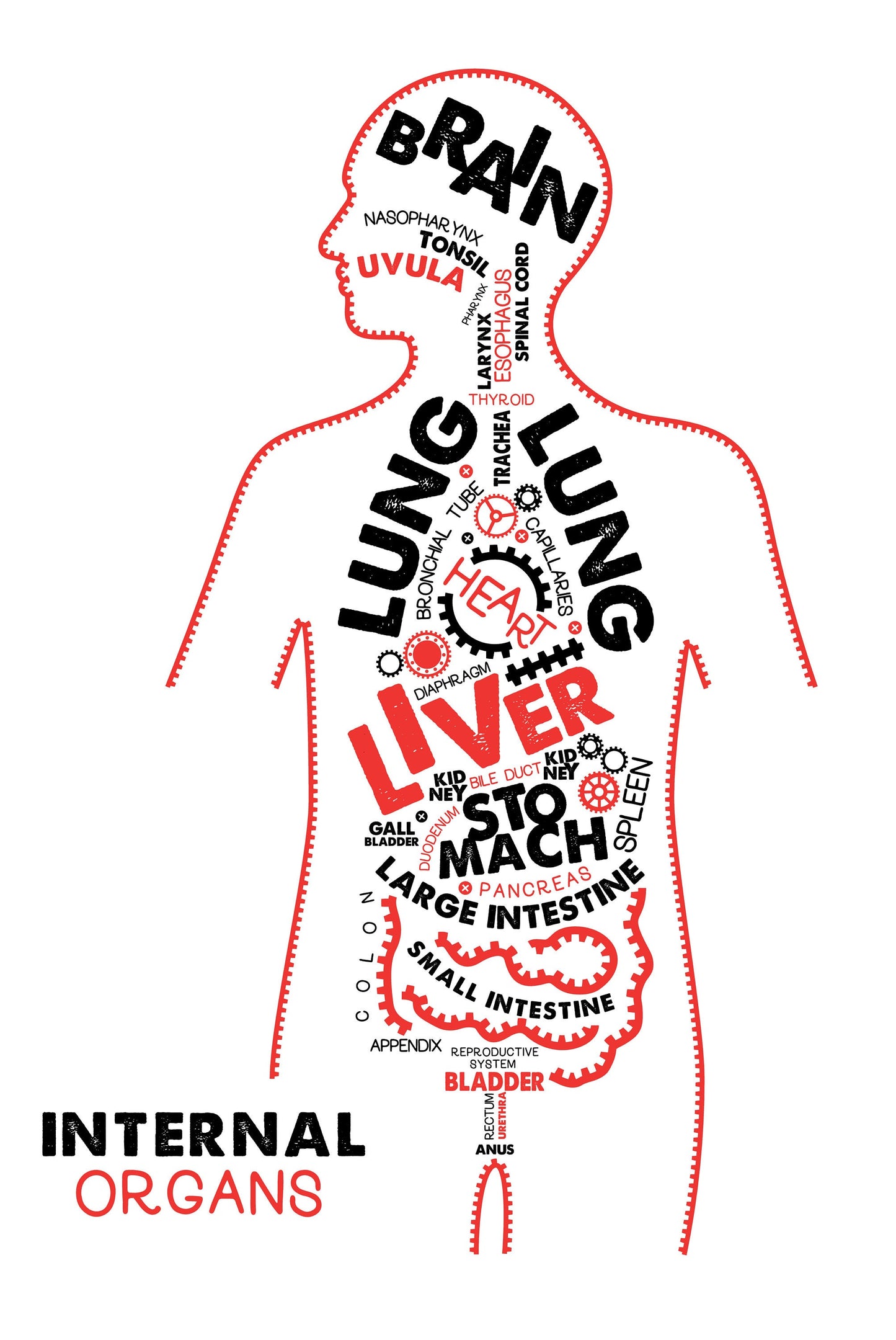 Internal Organs Anatomy Poster / Typographic Anatomy Print / Educational Diagram / Biology Poster / Human Organs / Physiology Illustration